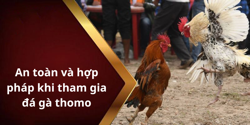 An toàn và hợp pháp khi tham gia đá gà thomo