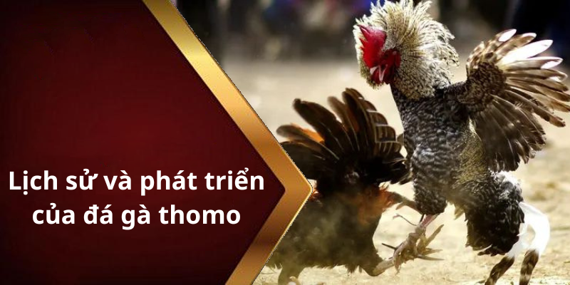 Lịch sử và phát triển của đá gà thomo