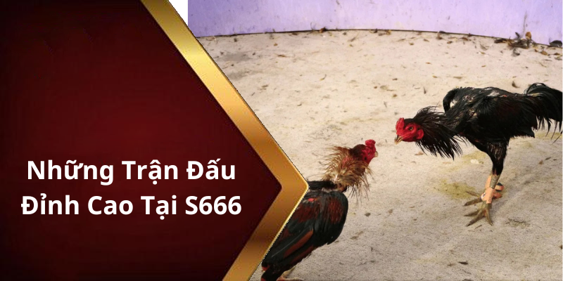 Những Trận Đấu Đỉnh Cao Tại S666