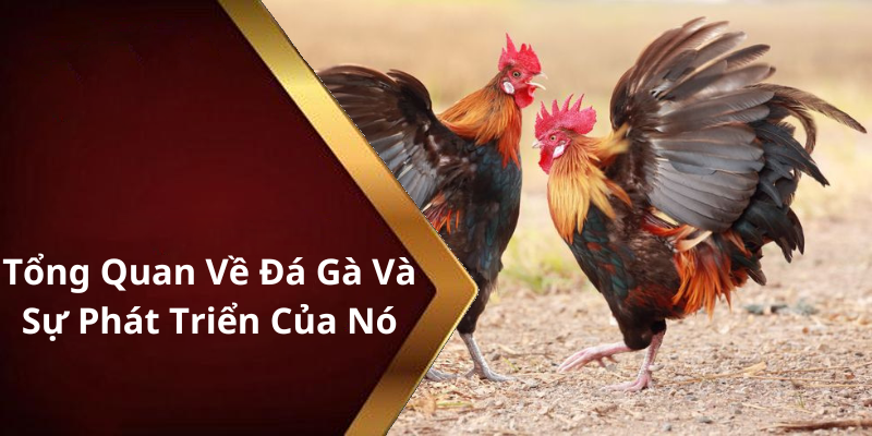 Tổng Quan Về Đá Gà Và Sự Phát Triển Của Nó