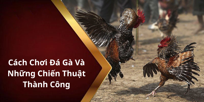 Cách Chơi Đá Gà Và Những Chiến Thuật Thành Công