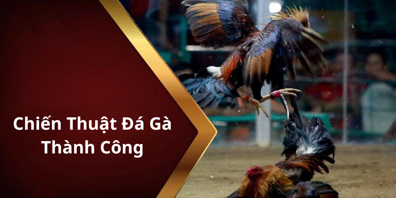 Chiến Thuật Đá Gà Thành Công