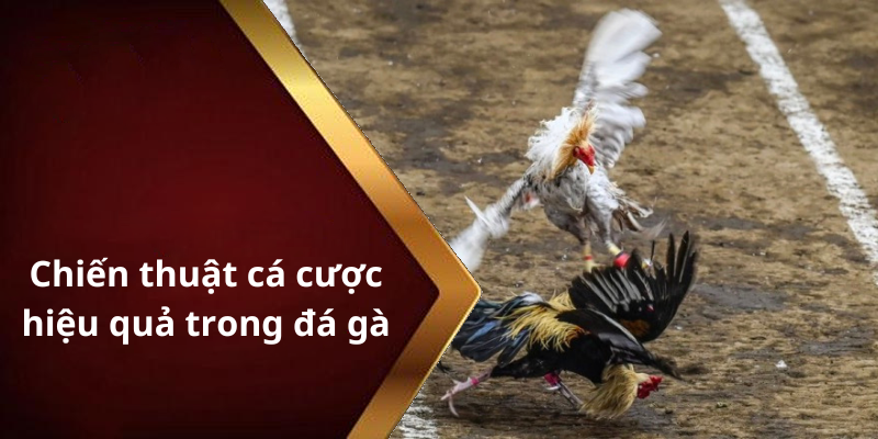 Chiến thuật cá cược hiệu quả trong đá gà