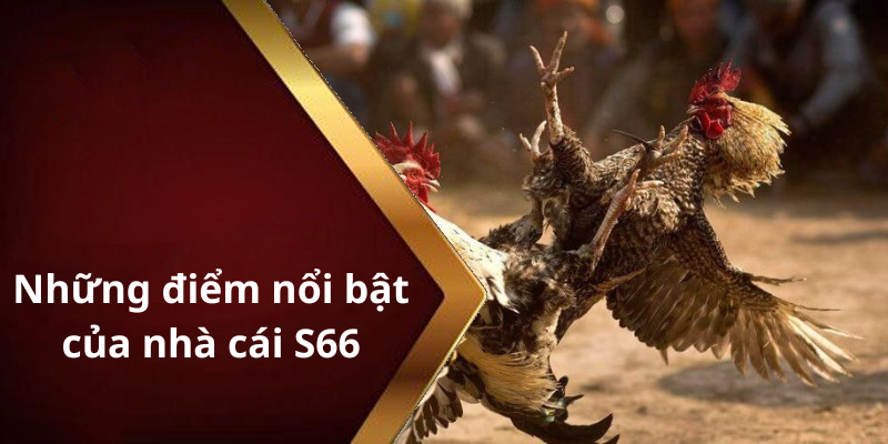 Những điểm nổi bật của nhà cái S66