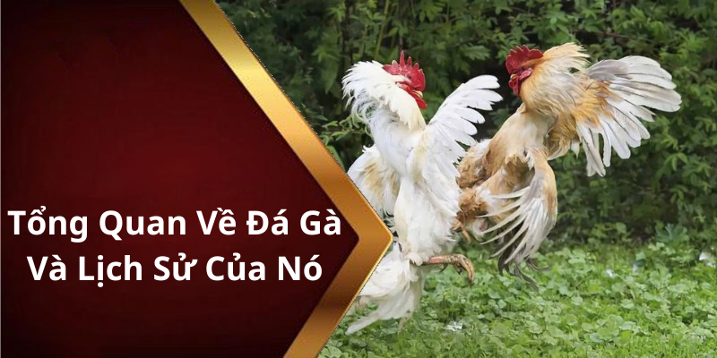 Tổng Quan Về Đá Gà Và Lịch Sử Của Nó