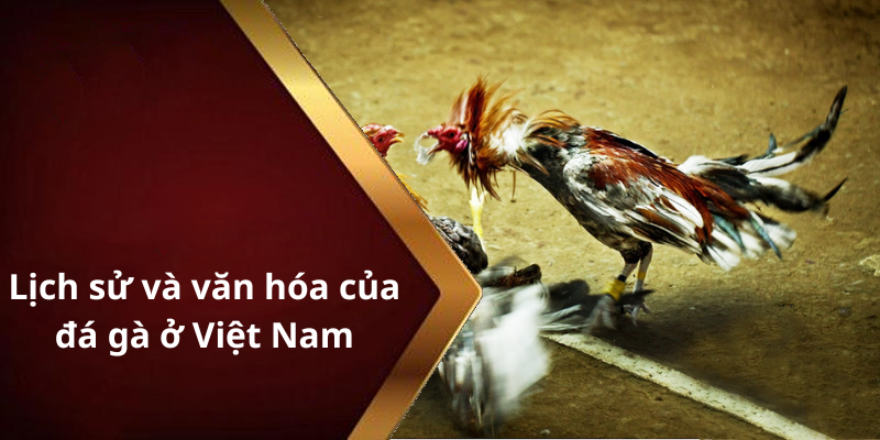 Lịch sử và văn hóa của đá gà ở Việt Nam