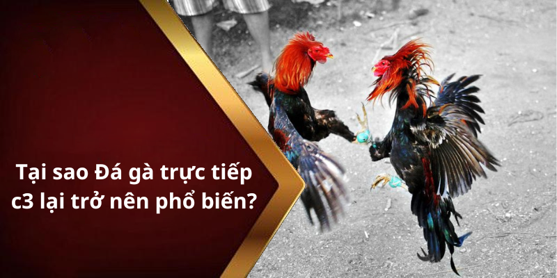 Tại sao Đá gà trực tiếp c3 lại trở nên phổ biến