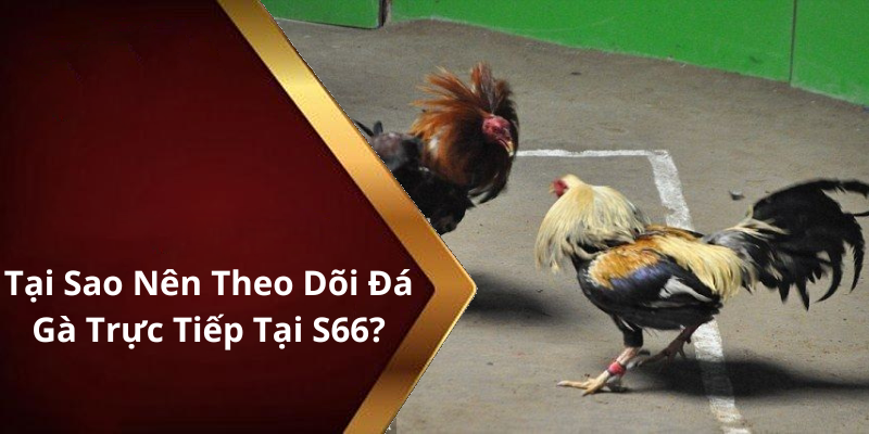 Tại Sao Nên Theo Dõi Đá Gà Trực Tiếp Tại S66