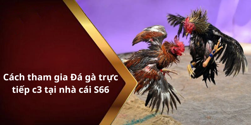 Cách tham gia Đá gà trực tiếp c3 tại nhà cái S66