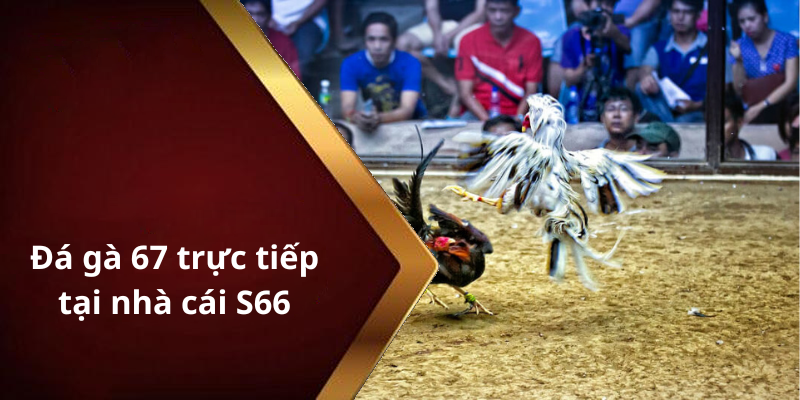 Đá gà 67 trực tiếp tại nhà cái S66