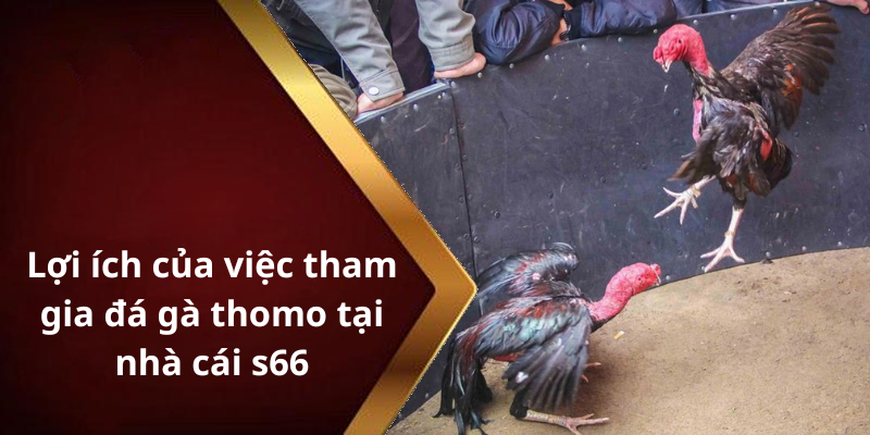 Lợi ích của việc tham gia đá gà thomo tại nhà cái s66